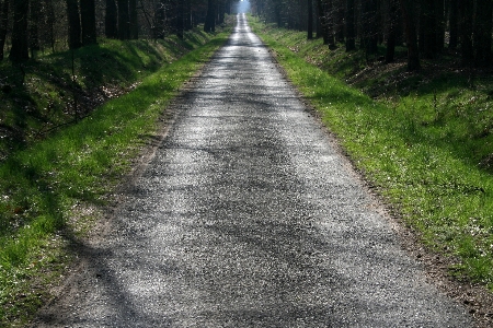 Landscape forest path grass Photo