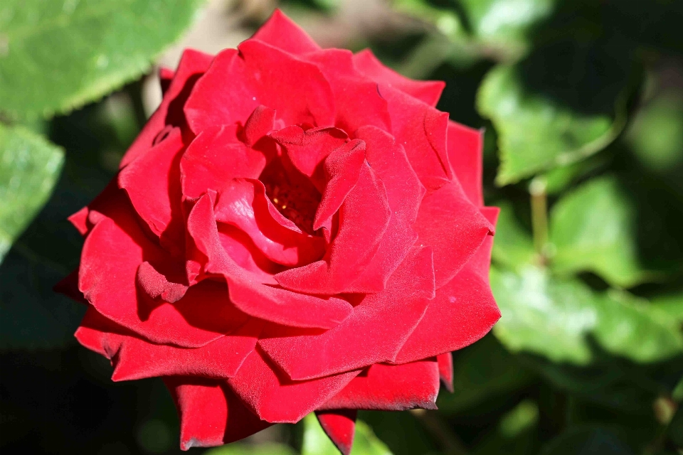 Naturaleza florecer planta flor