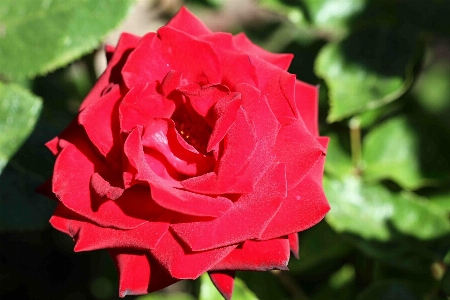 Nature blossom plant flower Photo