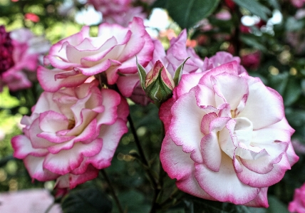 Nature blossom plant flower Photo