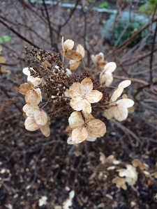 Baum natur zweig blüte Foto