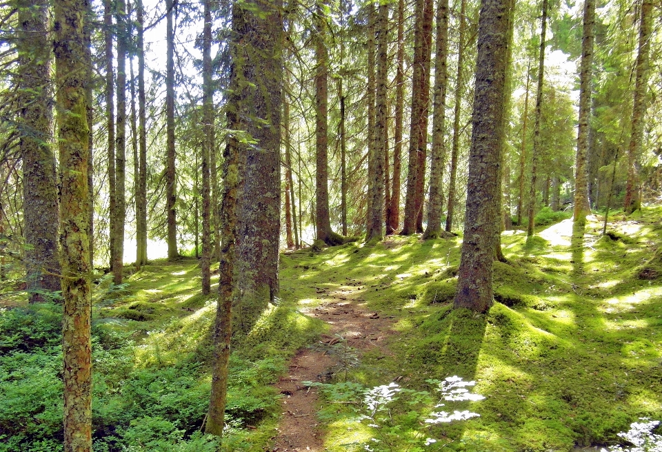 Paesaggio albero natura foresta