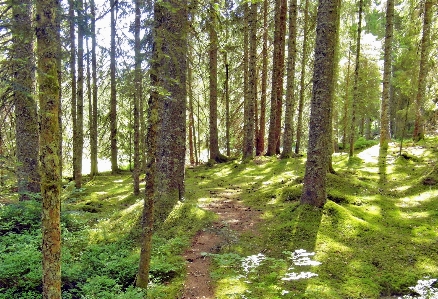 Foto Lanskap pohon alam hutan