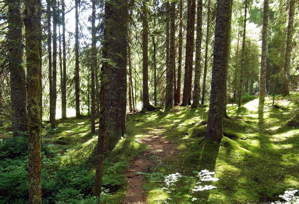 árbol naturaleza bosque camino