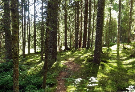 Baum natur wald weg Foto