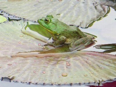 Water nature animal pond Photo