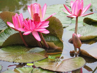 Water nature blossom plant Photo