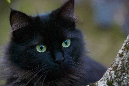 Foto Gato mamífero preto