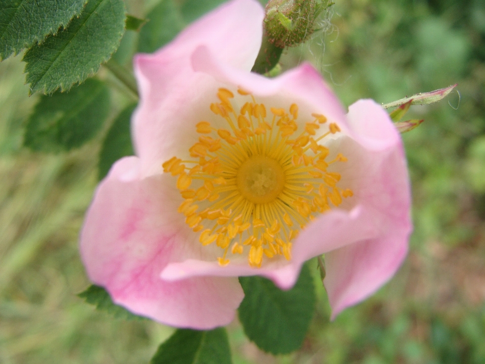 Fleurir usine fleur pétale