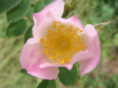 Blossom plant flower petal Photo