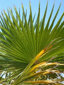 Tree grass branch structure Photo