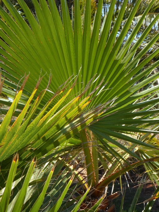 Albero erba ramo pianta