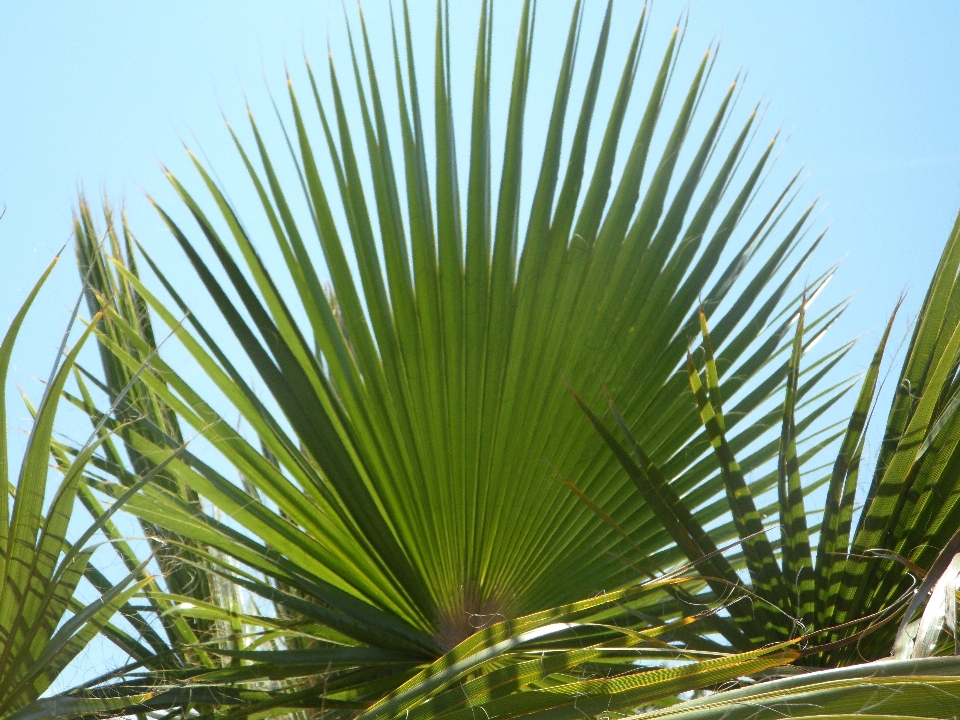 Tree grass structure plant