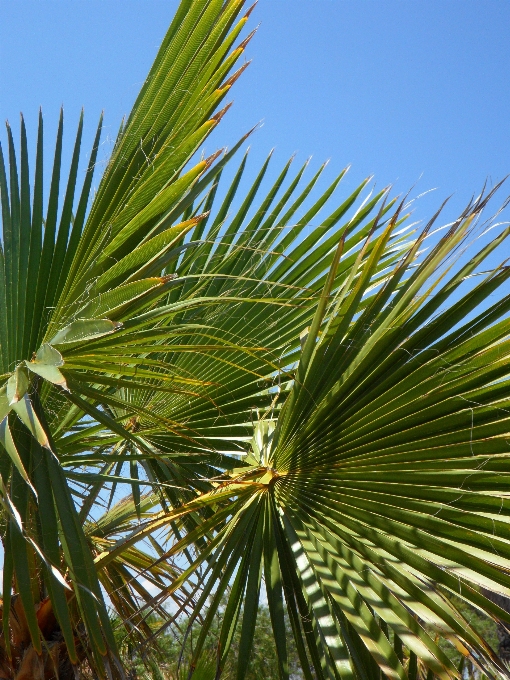 Baum gras zweig struktur