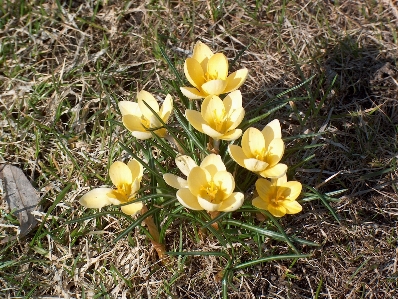 Zdjęcie Natura zakład kwiat tulipan