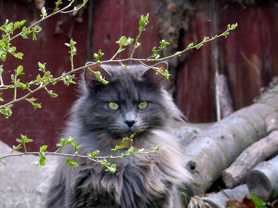 Animal gato felino mamífero