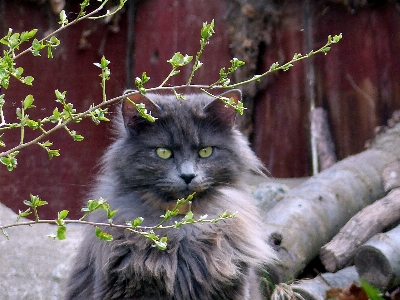 Foto Animale gatto felino mammifero