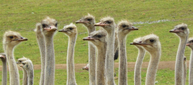 Foto Alam burung satwa bepergian