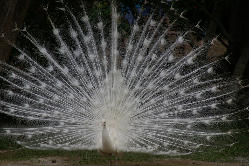 Nature oiseau aile homme