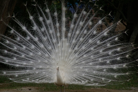 Doğa kuş kanat erkek Fotoğraf