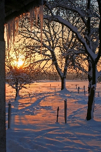 Tree forest branch snow Photo