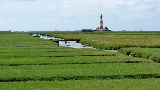 風景 海岸 草 沼地
 写真