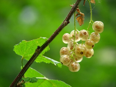 Tree nature branch blossom Photo