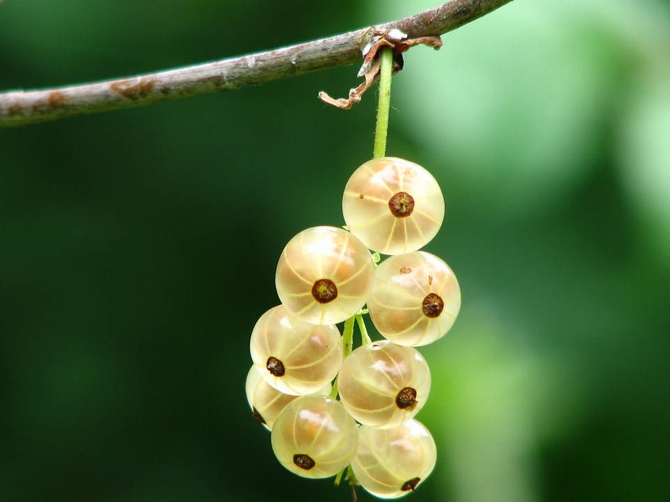 Baum natur zweig blüte