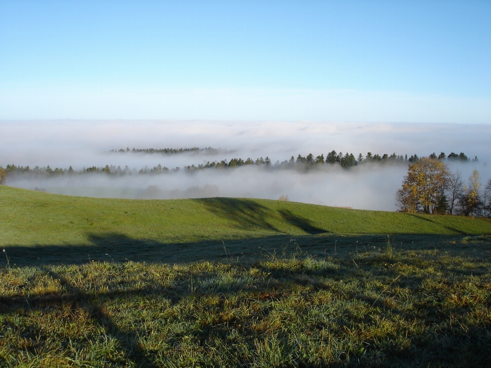 Landschaft baum natur gras