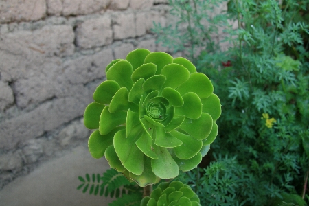 Plant leaf flower green Photo