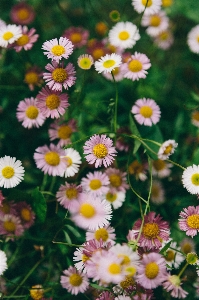 Nature grass blossom plant Photo