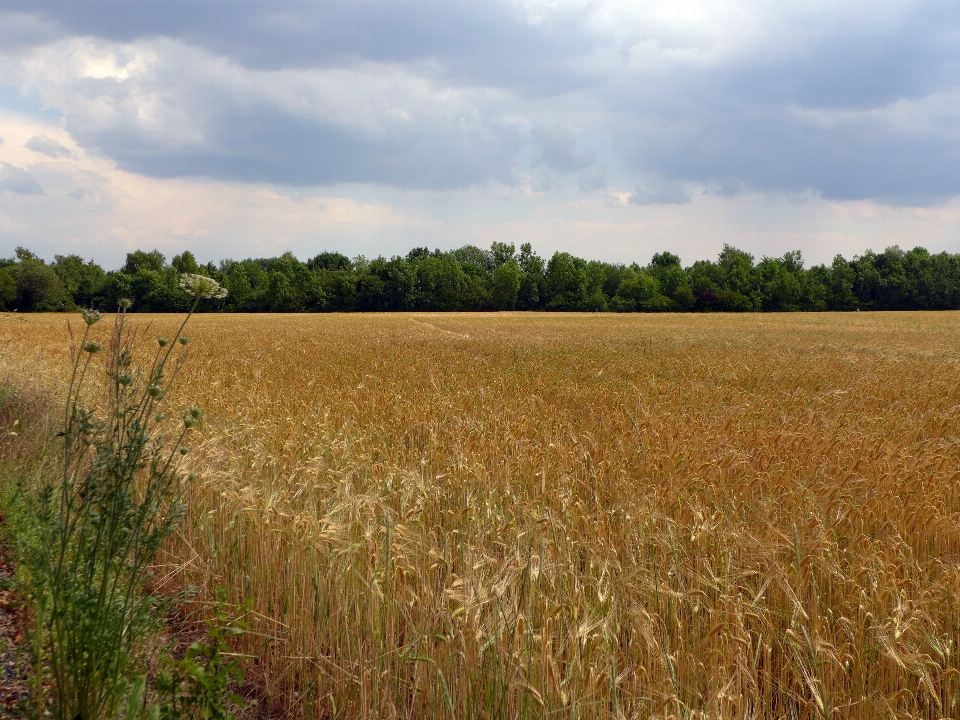 Landscape nature grass horizon