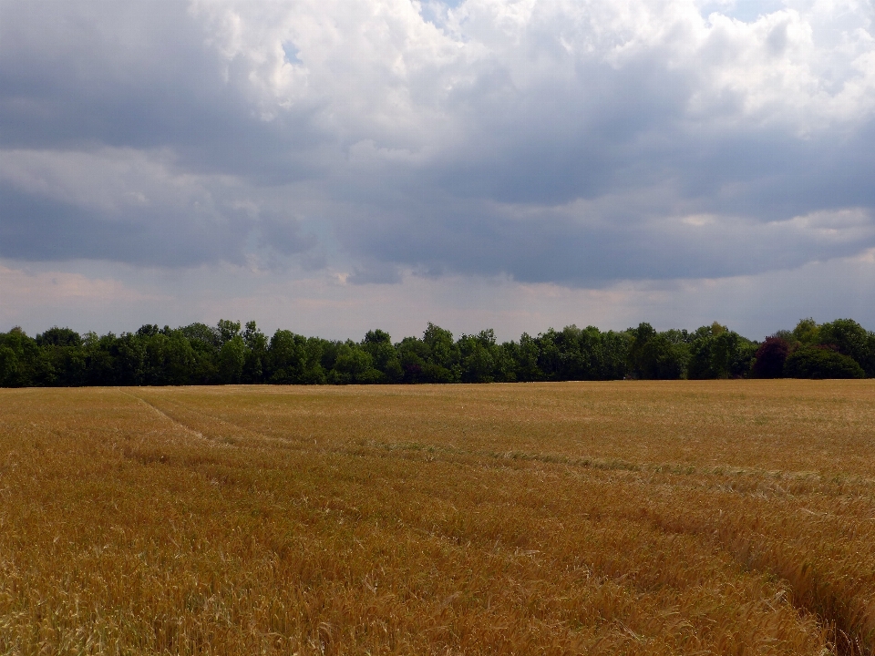 Landschaft baum natur gras