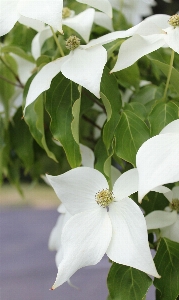 Tree blossom plant sunshine Photo