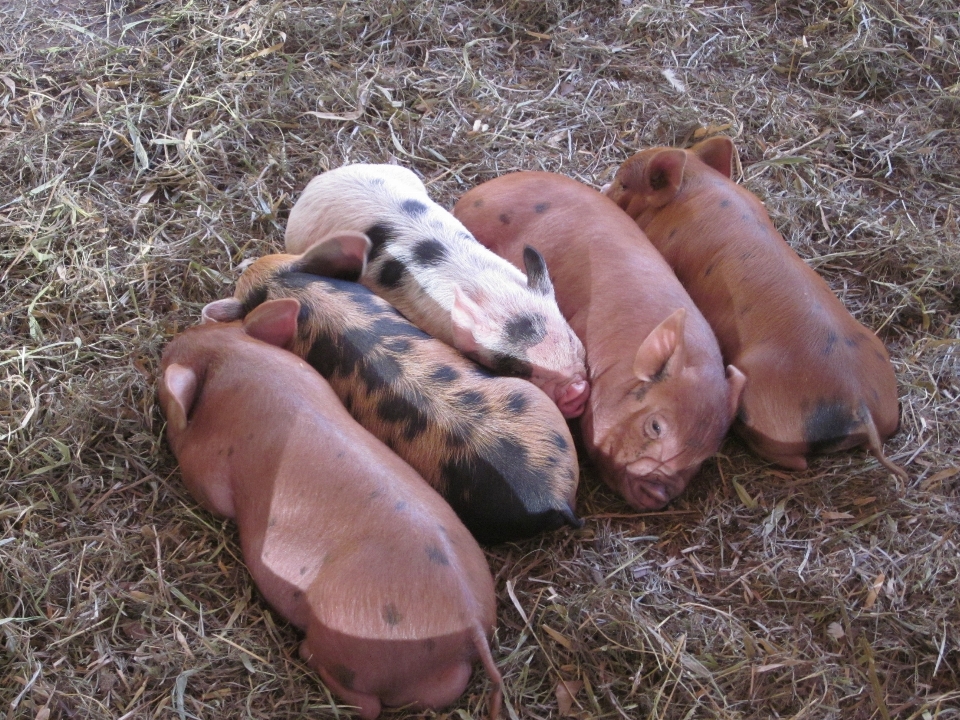 Farm mammal pigs vertebrate