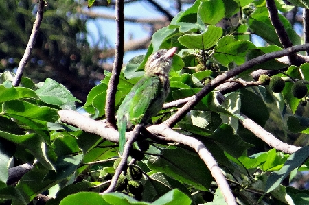 Tree grass branch bird Photo