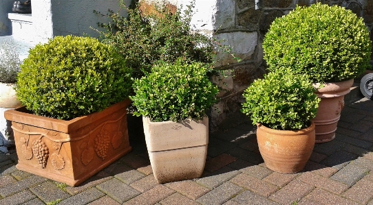 木 本 植物 花 写真