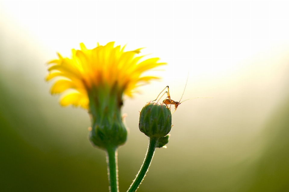 Nature grass branch blossom