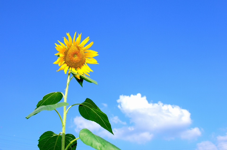 Nature branch cloud plant