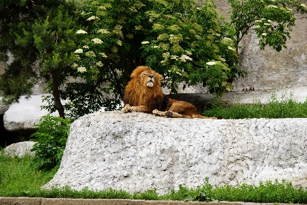 Photo Rock animal des loisirs faune