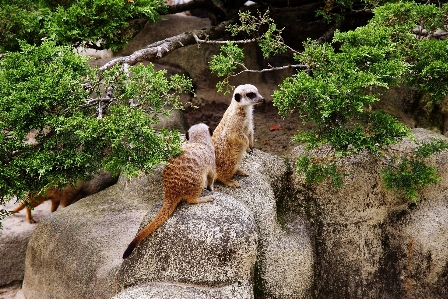 自然 動物 野生動物 動物園 写真