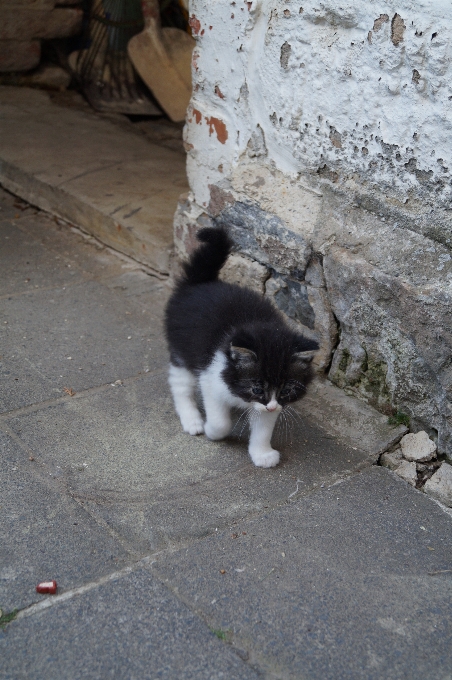 Hitam dan putih
 anak anjing satwa