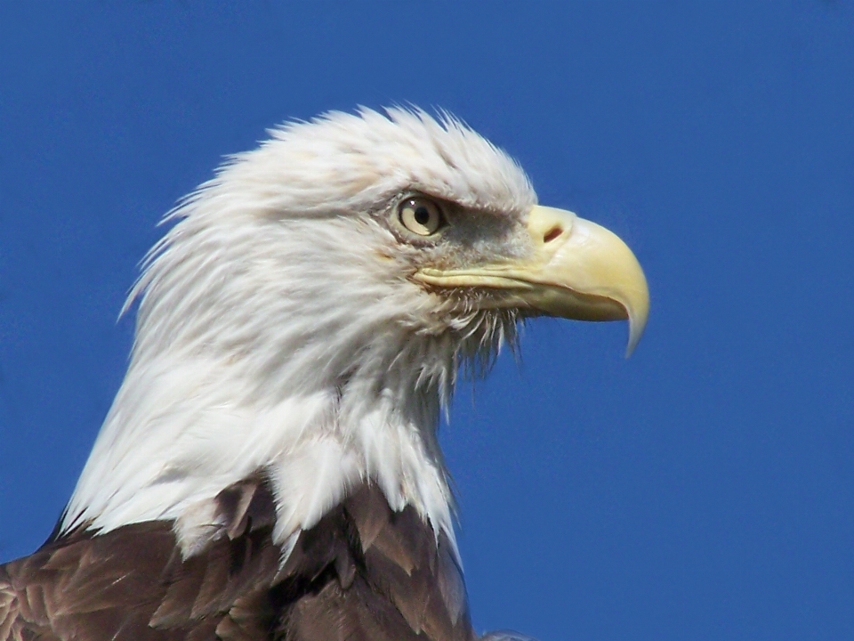 Nature bird wing animal