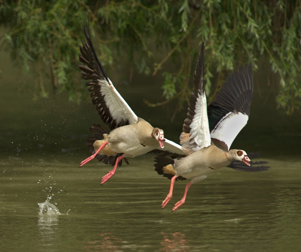 Uccello ala animali selvatici becco