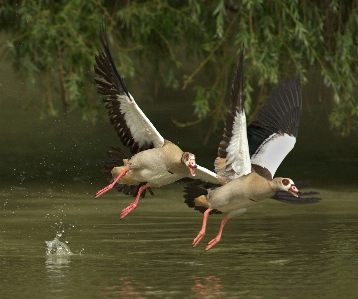 鳥 羽 野生動物 嘴 写真