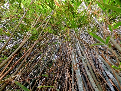 Photo Arbre forêt herbe bifurquer