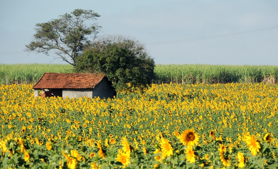 Plant field farm meadow