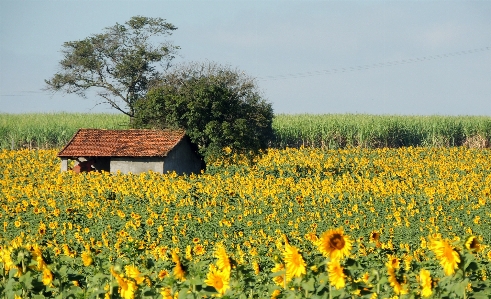 Plant field farm meadow Photo