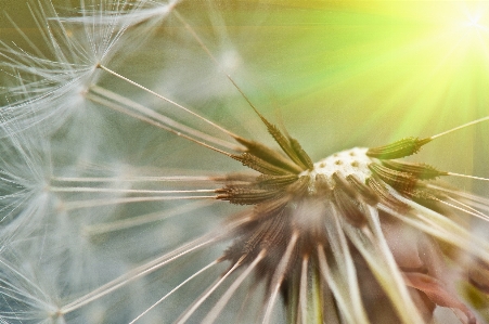 Tree nature grass branch Photo