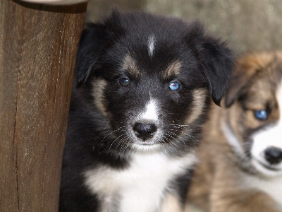 Foto Anak anjing imut-imut collie
